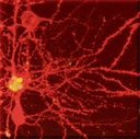 NeuronTile